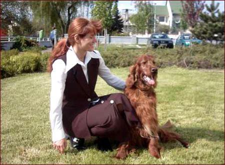 Seter Irlandzki, Hodowla Seterów Irlandzkich