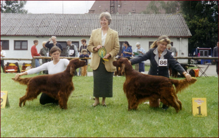 Seter Irlandzki, Hodowla Seterów Irlandzkich