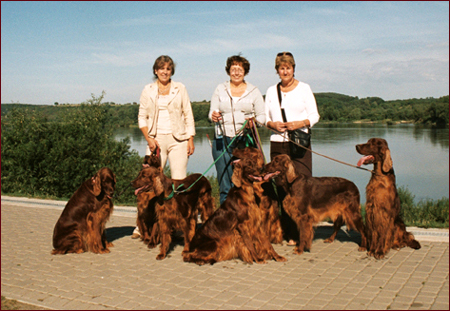 Seter Irlandzki, Hodowla Seterów Irlandzkich