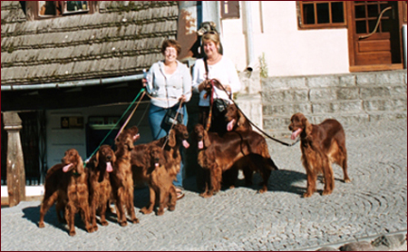 Seter Irlandzki, Hodowla Seterów Irlandzkich