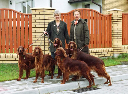 Seter Irlandzki, Hodowla Seterów Irlandzkich
