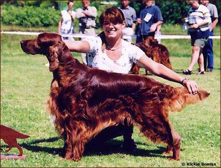 Seter Irlandzki, Hodowla Seterów Irlandzkich